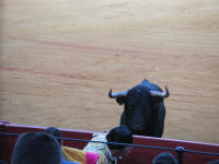 corrida03.jpg
