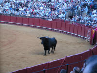 corrida04.jpg